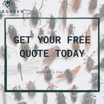 Evergreen Pest Solutions - Pest Control Near Me - Richmond, Virginia