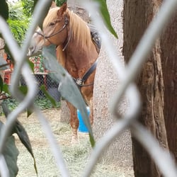 CHP Headquarters - They have a horse in the back