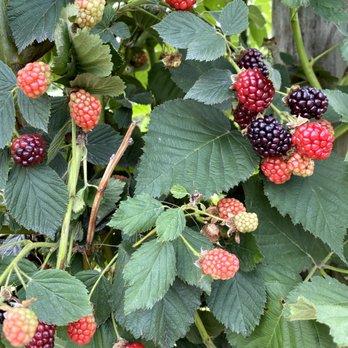 Butler's Orchard - Farmers Market Near Me - Germantown, Maryland