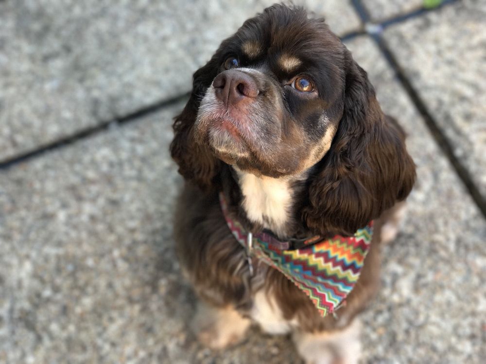 NATURE’S GROOM Updated July 2024 59 Photos & 11 Reviews 3958 Convention St, Baton Rouge