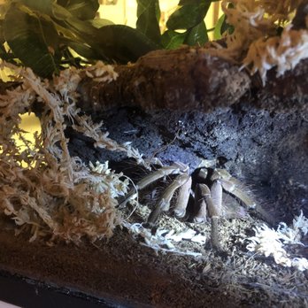 5280 Reptile Room - West - Theraphosa Strimi, Burgundy Goliath Bird Eater - Reptile Shops Near Me - Wheat Ridge, Colorado 5280 Reptile Room - West - Theraphosa Strimi, Burgundy Goliath Bird Eater - Reptile Shops Near Me - Wheat Ridge, Colorado