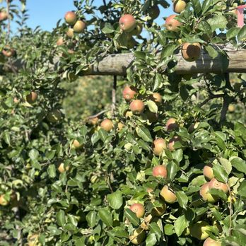 Long View Ciderhouse - Orchard - Cideries Near Me - Southington, Connecticut