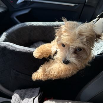 Love My Puppy - Loves the car and rides - Pet Stores Near Me - Boca Raton, Florida Love My Puppy - Loves the car and rides - Pet Stores Near Me - Boca Raton, Florida