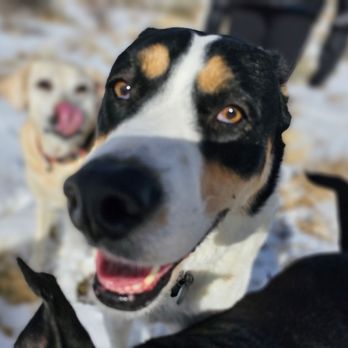 Merry Pets - Al and Mo - Dog Walkers Near Me - Salt Lake City, Utah
