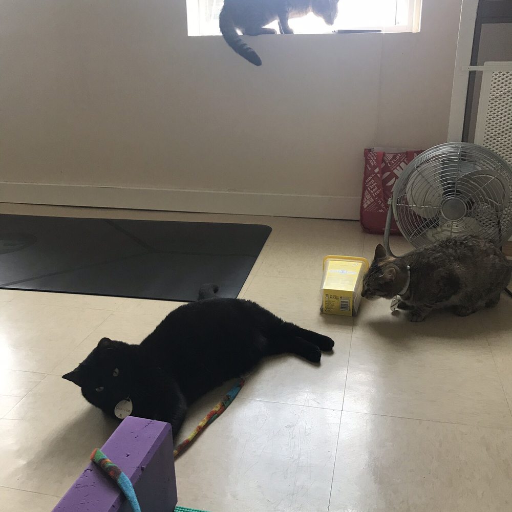 Catnip Cat Cafe - Pet Adoption Near Me - Norfolk, Virginia Catnip Cat Cafe - Pet Adoption Near Me - Norfolk, Virginia