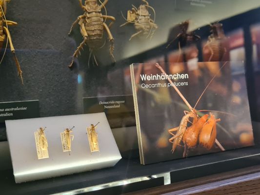 Museum of Natural History Vienna by null