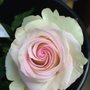 Photo of Phillip's Wholesale Floral Service