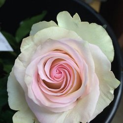 Phillip's Wholesale Floral Service - Ragazza Rose