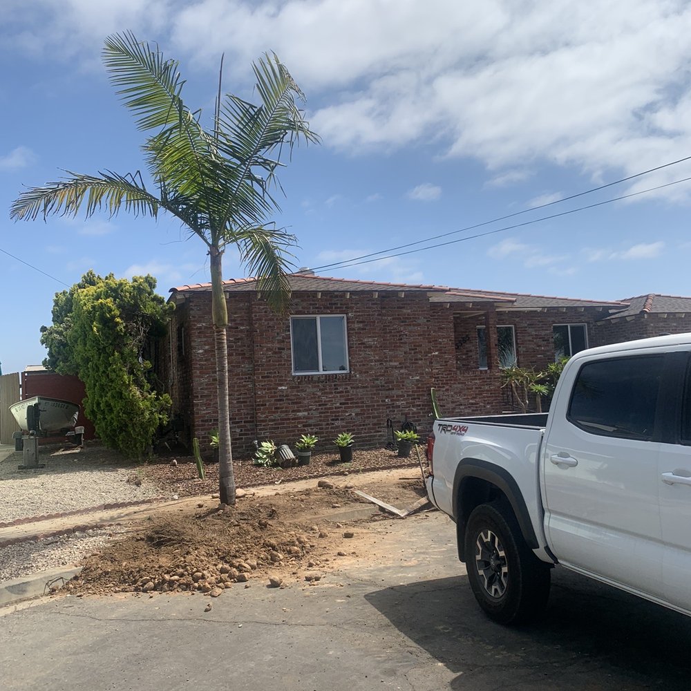 16' King Palm 16' King Palm