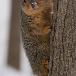 Valhalla Park - Winter squirrel in Valhalla