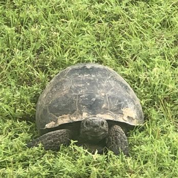Oak Hammock Park - Endangered gopher tortoise saying hello. - Parks Near Me - Port St. Lucie, Florida