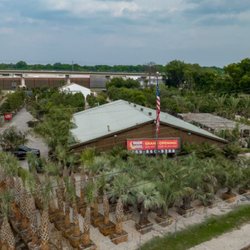 Moon Valley Nurseries - Palm Trees at MVN Carrollton, TX!