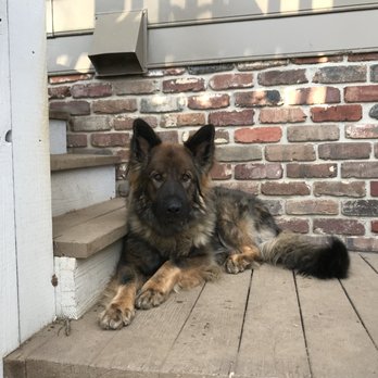 Bark Busters - Brody can sit still! - Pet Training Near Me Bark Busters - Brody can sit still! - Pet Training Near Me