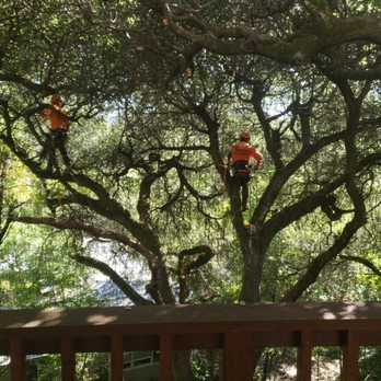 Juniors Tree Service Inc - Tree Services Near Me Juniors Tree Service Inc - Tree Services Near Me