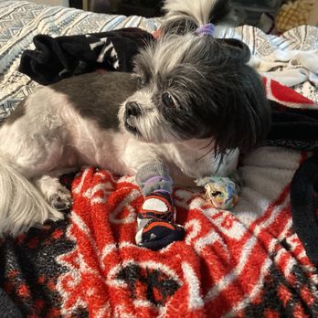 Fur Babes Spa - Now she trembles in pain and the only way to smooth her pain is with antibiotics - Pet Groomers Near Me - Long Beach, California Fur Babes Spa - Now she trembles in pain and the only way to smooth her pain is with antibiotics - Pet Groomers Near Me - Long Beach, California