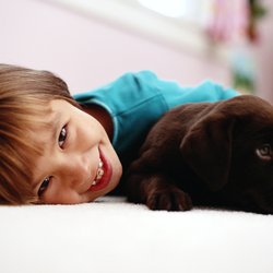 Oxi Fresh Carpet Cleaning