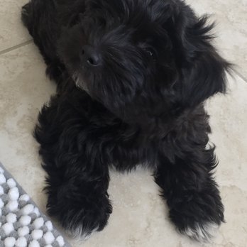 Carlsbad Cotons - Pet Breeders Near Me