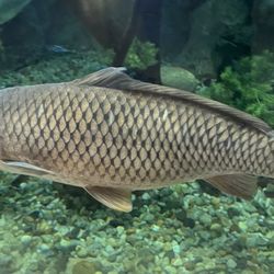 Jordan Point Marina - Carp fishing on the James takes some serious search for proper methods.