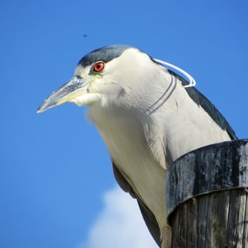 Pelican Harbor Seabird Station - Community Service/Non-Profit Near Me - Miami, Florida Pelican Harbor Seabird Station - Community Service/Non-Profit Near Me - Miami, Florida