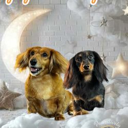 Pawsitively Divine Dog & Cat Grooming