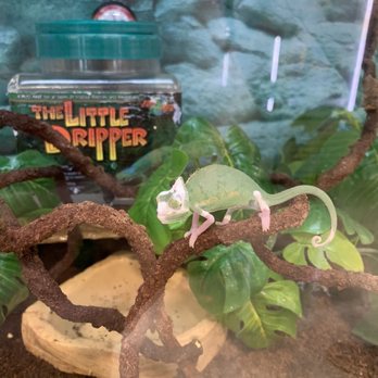 Petco - Spotted chameleons - Pet Training Near Me - Morgantown, West Virginia Petco - Spotted chameleons - Pet Training Near Me - Morgantown, West Virginia