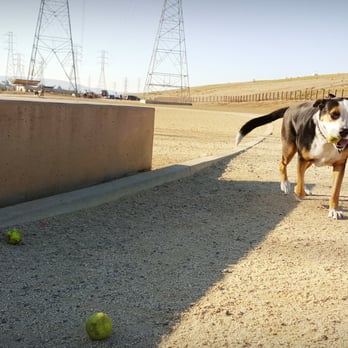 Seal Point Dog Park - Jackson Louie as you can see, takes his tennis balls seriously. :p - Dog Parks Near Me - San Mateo, California Seal Point Dog Park - Jackson Louie as you can see, takes his tennis balls seriously. :p - Dog Parks Near Me - San Mateo, California