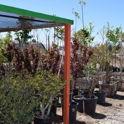 Palo Verde Nursery