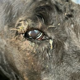 This photo is the next day after he started taking meds and using the eye drops This photo is the next day after he started taking meds and using the eye drops