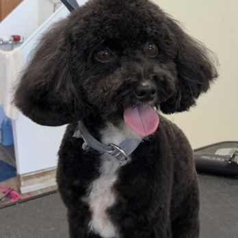 Angel Paws Pet Salon - Pet Groomers Near Me - Redding, California