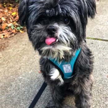 EC Petcare - Pet Sitting Near Me EC Petcare - Pet Sitting Near Me