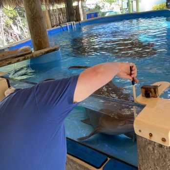 Florida Keys Aquarium Encounters - Participating in the Shark Encounter - Aquariums Near Me - Marathon, Florida