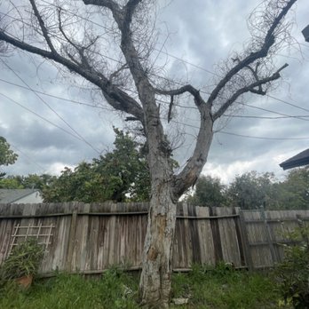 A's Tree Service - Dead Tree in power lines - Tree Services Near Me - Placentia, California