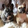 Photo of Petscort Services