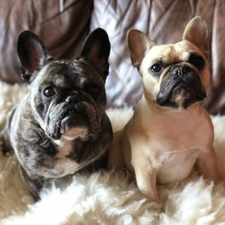 Petscort Services