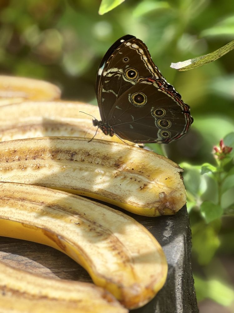 Fairchild Tropical Botanic Garden Image