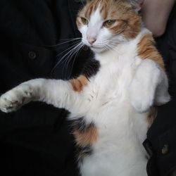 Wendy's - There was a cat in the Wendy's very weird did not expect that from am old fashion hamburger re