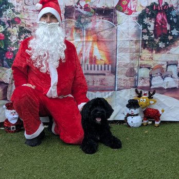 Puppy Haven - Buckhead - Pet Boarding Near Me - Atlanta, Georgia