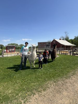 Carlson's Llovable Llamas by null