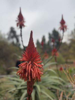 Greystone Mansion & Gardens: The Doheny Estate by null