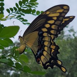 Little Red Wagon Native Nursery - Giant swallowtail (female) laying eggs on host plant Wild lime.