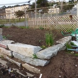 Quesada Gardens - Crispy Corner kitchen garden emerging