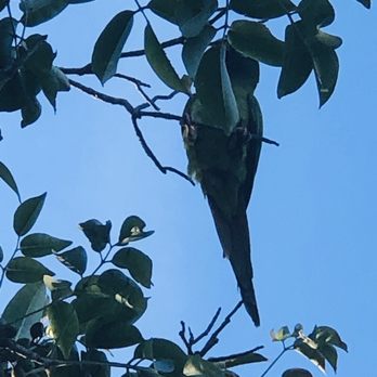 Veterans Park - A parrot in a tree. - Parks Near Me - Oakland Park, Florida Veterans Park - A parrot in a tree. - Parks Near Me - Oakland Park, Florida