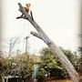 Majestic Maple Tree Service & Property Maintenance