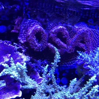 OSA Aquarium Superstore & Services - Aquarium Services Near Me - Coventry, Rhode Island OSA Aquarium Superstore & Services - Aquarium Services Near Me - Coventry, Rhode Island