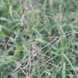 Yard full of crabgrass and weeds that look like this. Yard full of crabgrass and weeds that look like this.
