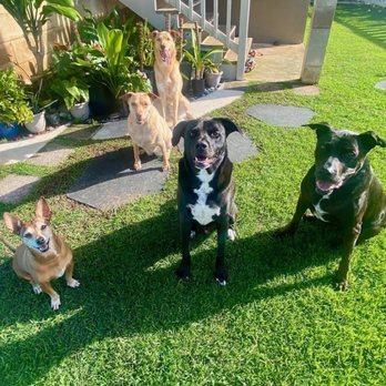 Hawaiian Humane Society - Nalu, Honey, Rambo, Rocket & Foxy - Animal Shelters Near Me - Honolulu, Hawaii Hawaiian Humane Society - Nalu, Honey, Rambo, Rocket & Foxy - Animal Shelters Near Me - Honolulu, Hawaii