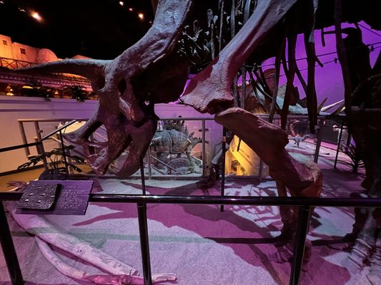 Creation Museum by null