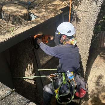 Neon Monkey Services - Tree & Stump Removals - Tree Services Near Me - Fort Worth, Texas Neon Monkey Services - Tree & Stump Removals - Tree Services Near Me - Fort Worth, Texas
