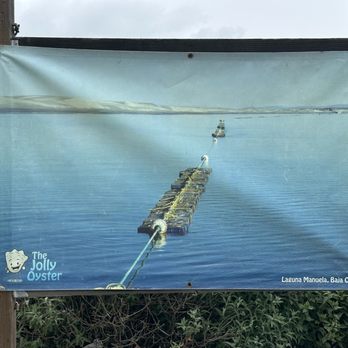 The Jolly Oyster - How they cultivate oysters - Seafood Near Me - Ventura, California The Jolly Oyster - How they cultivate oysters - Seafood Near Me - Ventura, California