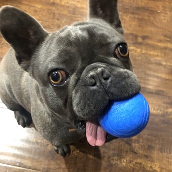 Epic Dog Academy - Pet Training Near Me - Temecula, California Epic Dog Academy - Pet Training Near Me - Temecula, California